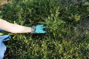 Remove Moss by Hands