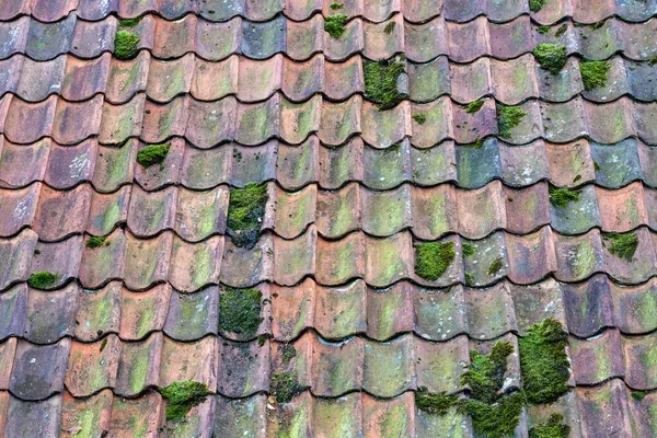 What Causes Moss to Grow on Roofs